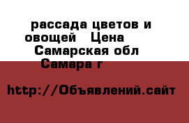 рассада цветов и овощей › Цена ­ 20 - Самарская обл., Самара г.  »    